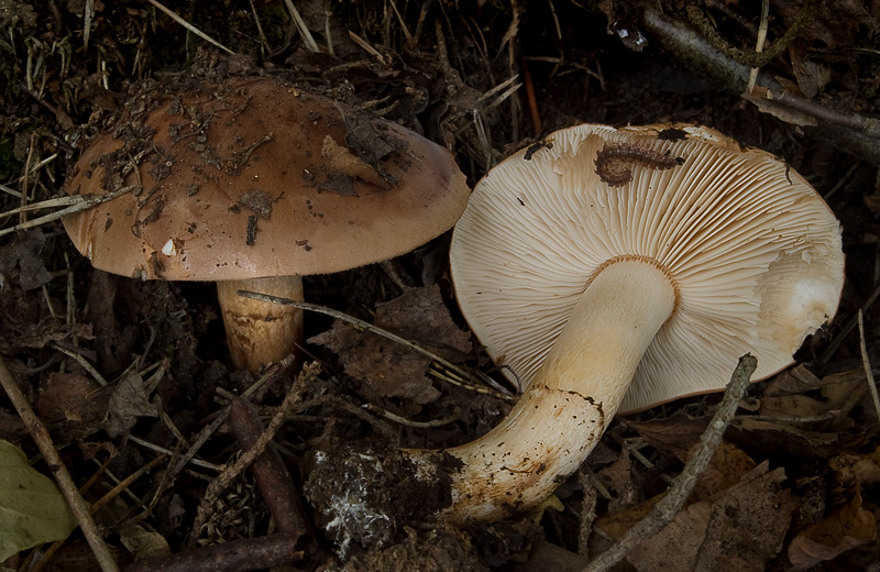 Tricholoma fracticum